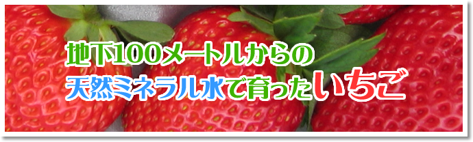 地下100ﾒｰﾄﾙからの天然ミネラル水で育ったいちご